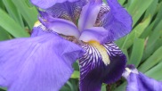 L'iris des jardins est aujourd'hui une plante ornementale qui, si on n'y prend garde, devient vite envahissante. Son rhizome est utilisé en cosmétique. L'essence d'iris (ou la poudre d'iris) est connue pour adoucir la peau. Autrefois, on l'utilisait pour ses vertus expectorantes, purgatives et diurétiques. © Francine Batsère