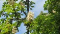 Marronnier blanc, marronnier d'Inde bien connu pour ses vertus contre l'insuffisance veineuse, c'est aussi le "white chesnut" des fleurs de Bach, remède contre les pensées et les idées envahissantes qui font intrusion dans l'esprit et empêchent de se concentrer. Cet arbre qui peut atteindre 30 m de hauteur bénéficie d'une grande longévité. On peut admirer un spécimen planté en ... 1606 dans le Cantal à Vézac. © Francine Batsère