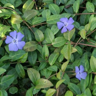 La pervenche a longtemps été considérée comme une plante magique, sacrée. Elle a été appelée la « violette des sorciers » car elle permettait de guérir les blessures. https://petitspasbienetre.com/mars/4/